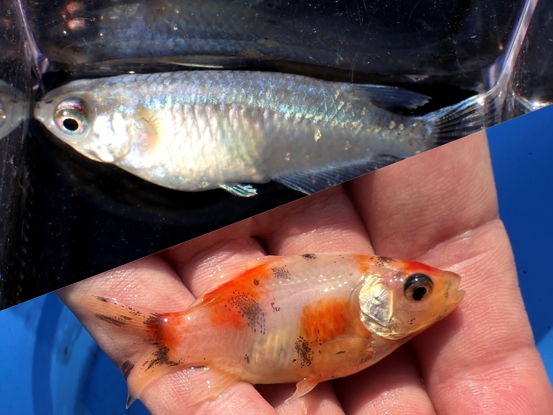 初心者向け】メダカと金魚はどちらが飼いやすい？一緒に飼える条件とは 