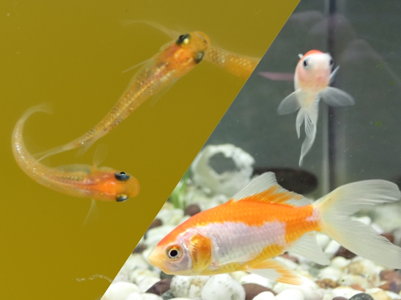 初心者向け】メダカと金魚はどちらが飼いやすい？一緒に飼える条件とは 