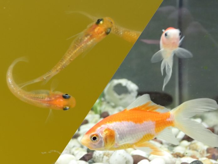 【初心者向け】メダカと金魚はどちらが飼いやすい?一緒に飼える条件とは
