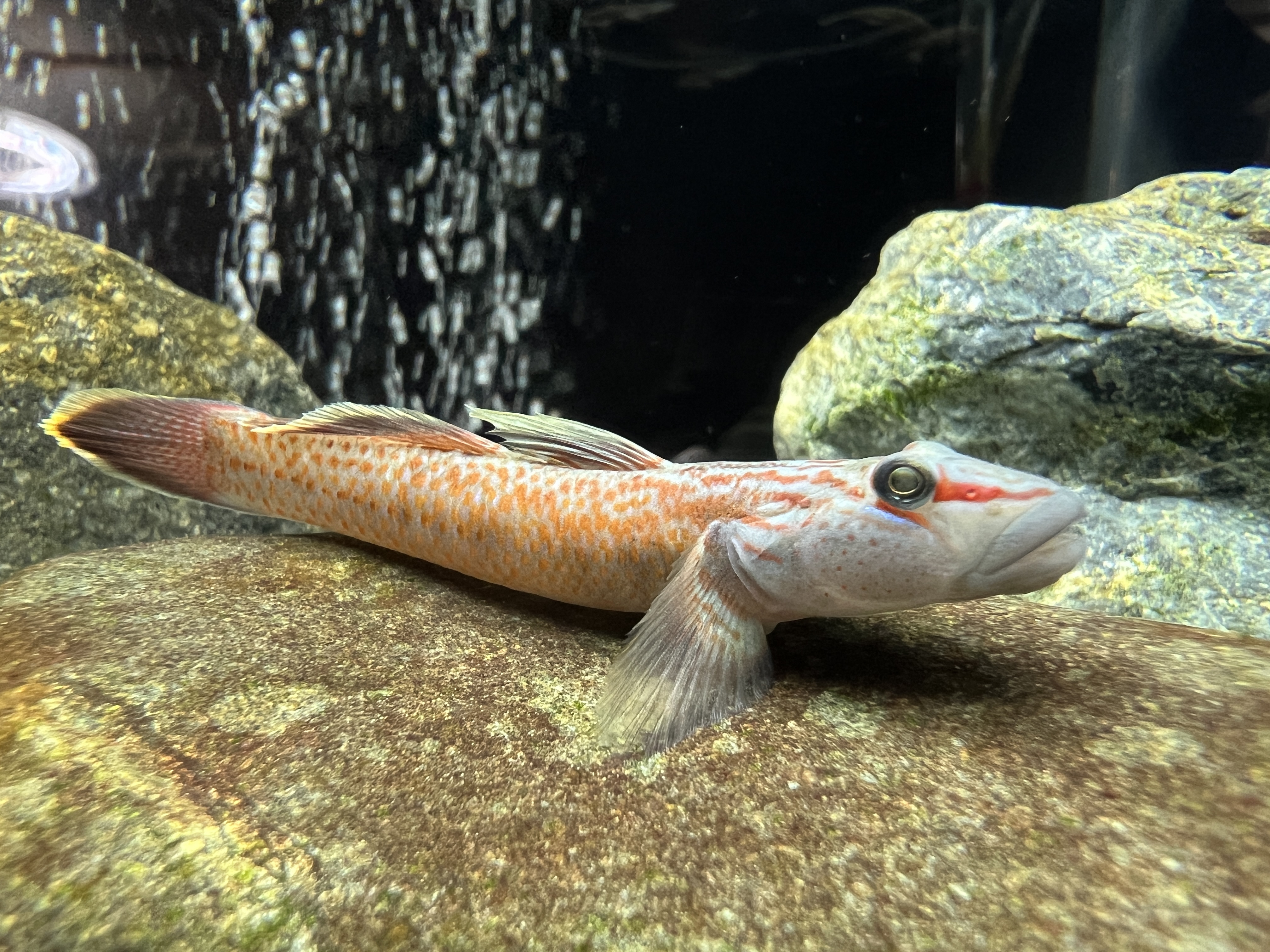 【初心者向け】ヨシノボリ飼育の完全ガイド！餌やり・水換え・飼育用品選びのポイント