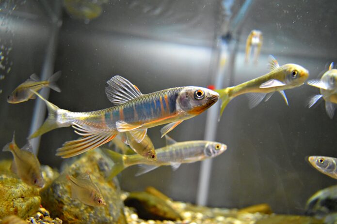 オイカワ飼育の完全ガイド！おすすめの飼育用品から餌やり・水換えまで徹底解説