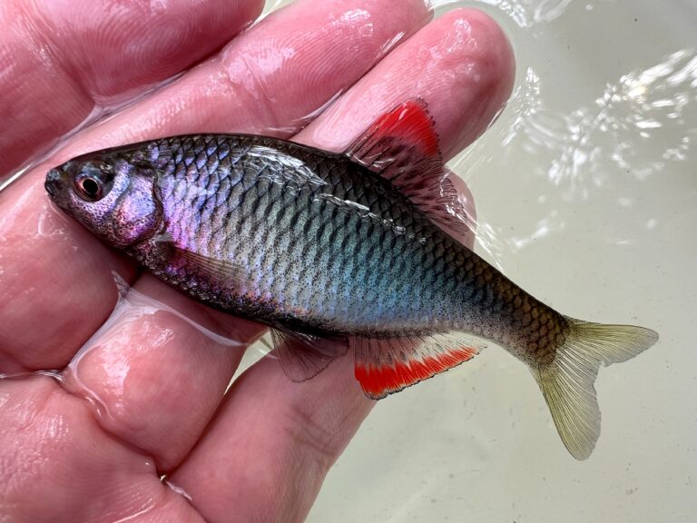 タナゴ飼育の完全ガイド!おすすめの飼育用品・餌の種類や給餌方法・水換えまで徹底解説 | 【Salt&Fresh】魚の総合サイト‐ソルフレ‐